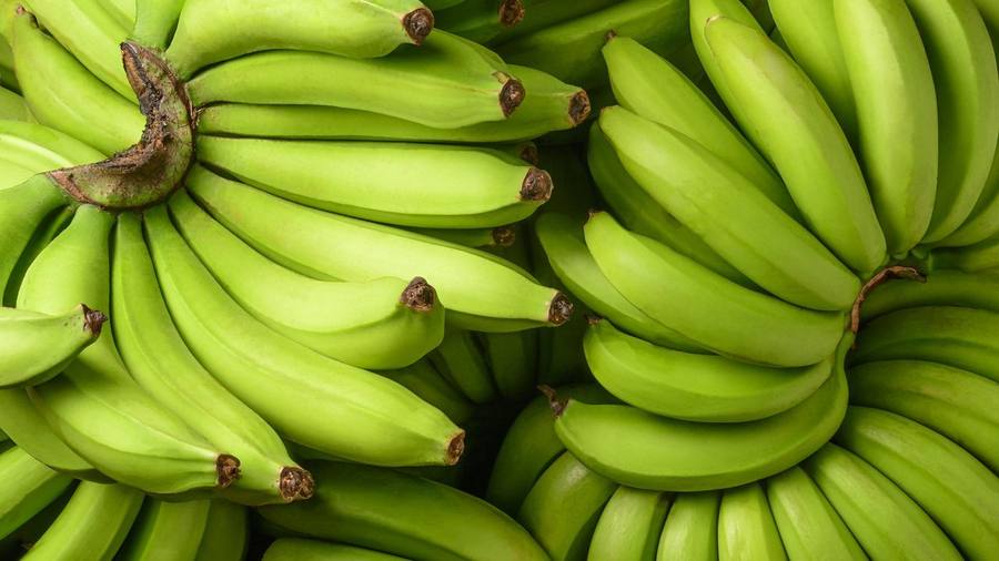 Fresh green bananas