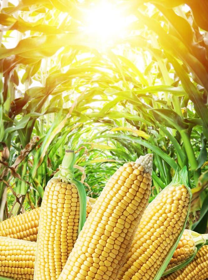 Maize
